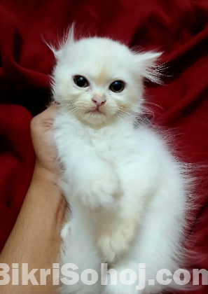 Persian Kitten (Traditional)